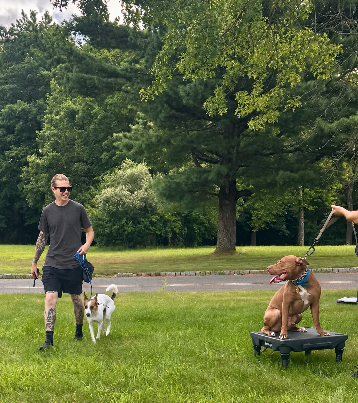 Dog training session with two dogs outdoors